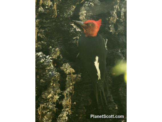 Magellanic Woodpecker (Campephilus magellanicus) - Male