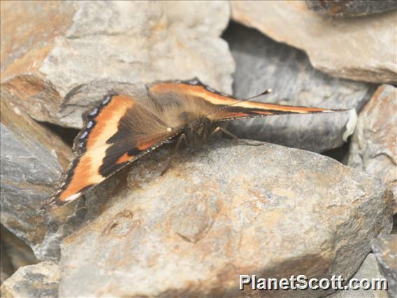 Milbert's Tortoiseshell (Aglais milberti)