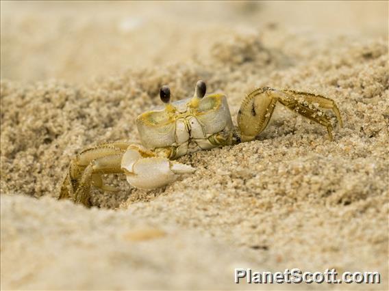 Atlantic Ghost Crab (Ocypode quadrata)