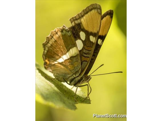 California Sister ( Adelpha californica)