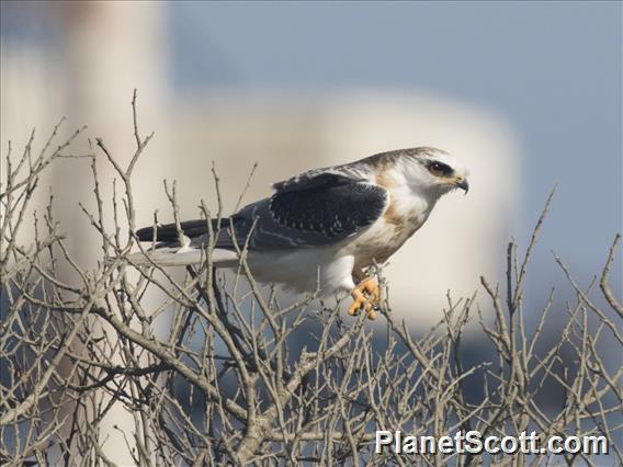 White-tailed Kite (Elanus leucurus) - Juvenile