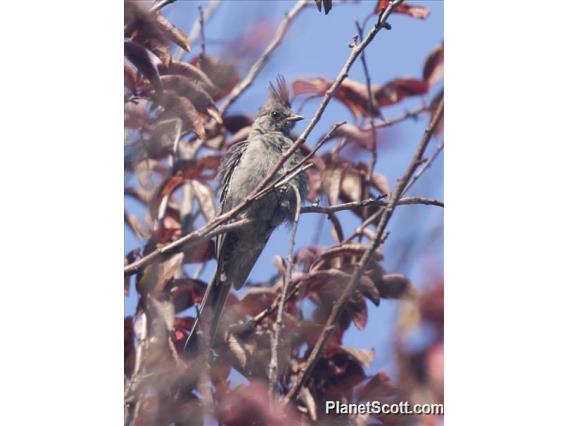 Phainopepla (Phainopepla nitens)