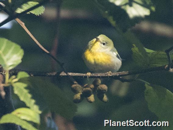 Northern Parula (Setophaga americana)