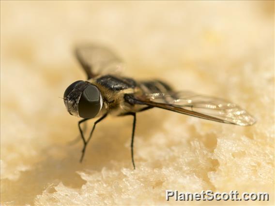 Banded Bee Fly (Villa ssp)