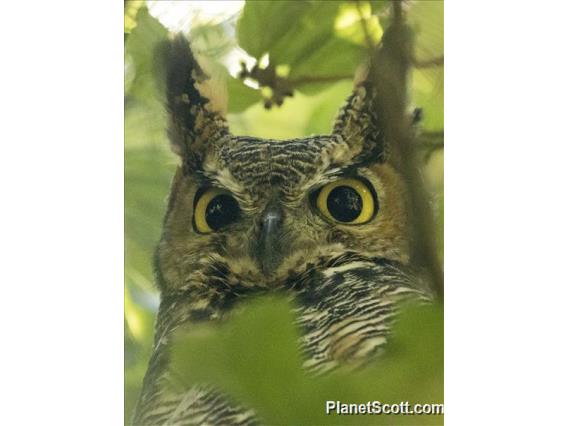 Great Horned Owl (Bubo virginianus)