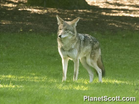 Coyote (Canis latrans)