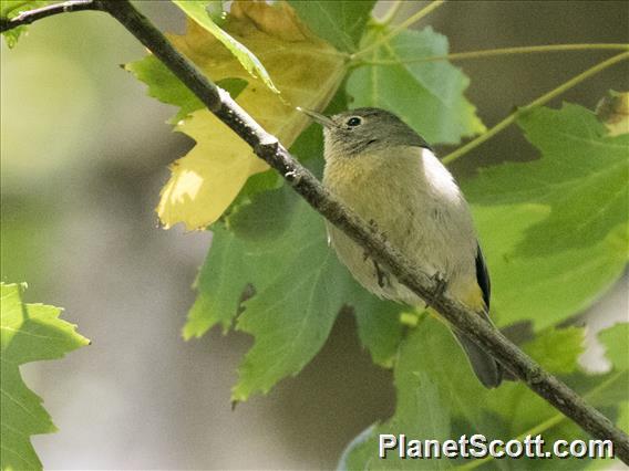 Virginia's Warbler (Leiothlypis virginiae)