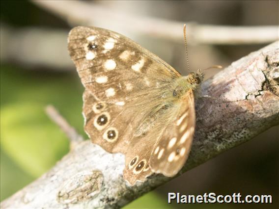 Speckled Wood (Pararge aegeria)