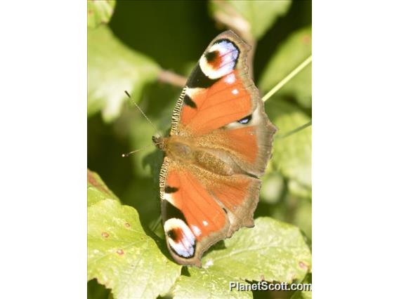 European Peacock Butterfly ( Aglais io)