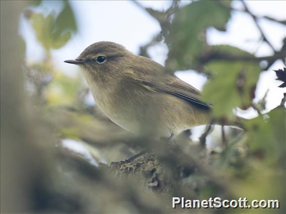 Common Chiffchaff (Phylloscopus collybita)