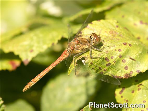 Common Darter (Sympetrum striolatum)