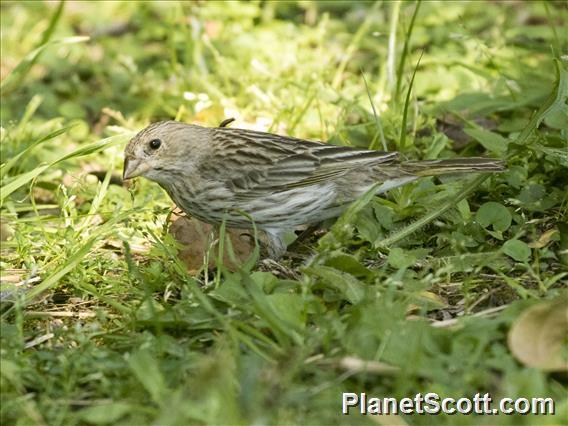 Saffron Finch (Sicalis flaveola) - Female