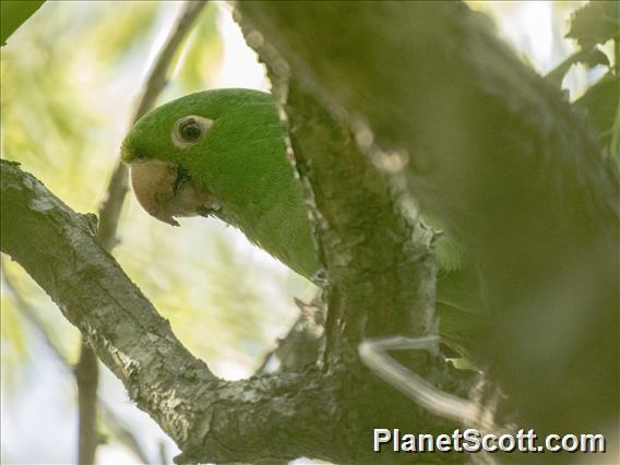 White-eyed Parakeet (Psittacara leucophthalmus)