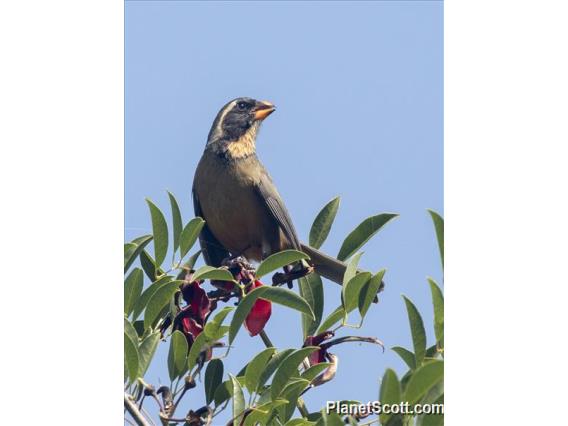 Golden-billed Saltator (Saltator aurantiirostris)