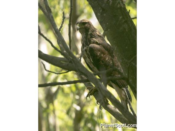 Harris's Hawk (Parabuteo unicinctus)