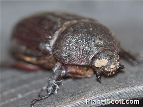 Rhinoceros Beetle (Scarabaeidae ssp)