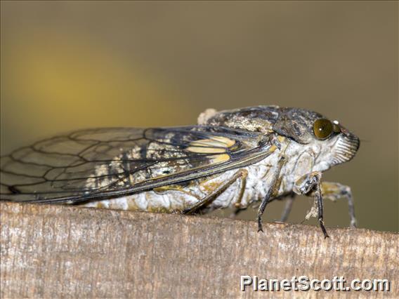 Cicada (Tettigades sp)