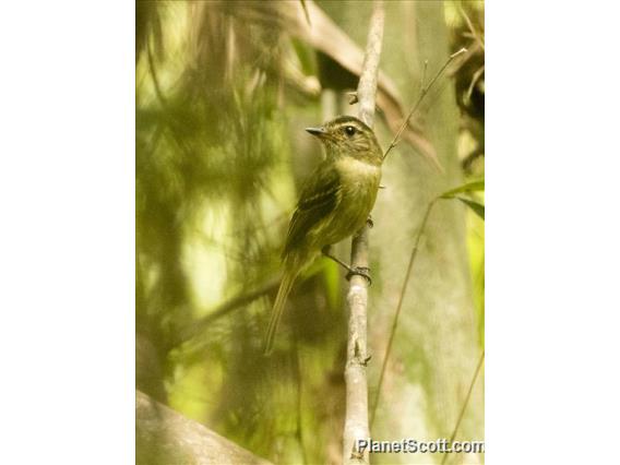 Large-headed Flatbill (Ramphotrigon megacephalus)