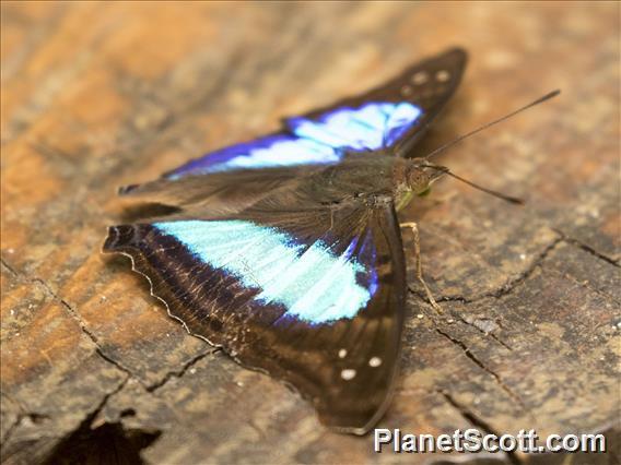 Turquoise Emperor (Doxocopa laurentia)