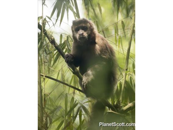 Black Capuchin (Sapajus nigritus)