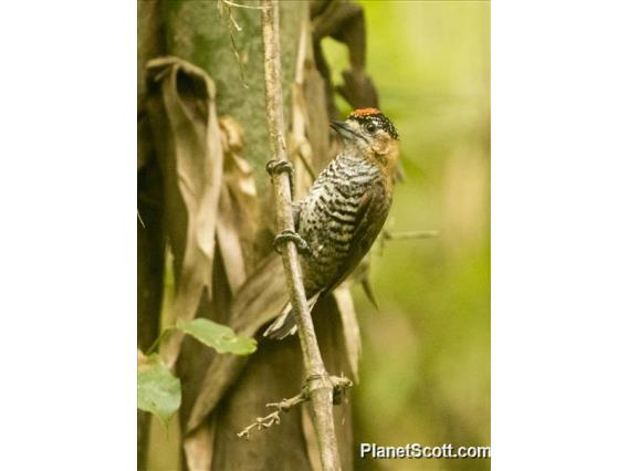 Ochre-collared Piculet (Picumnus temminckii)