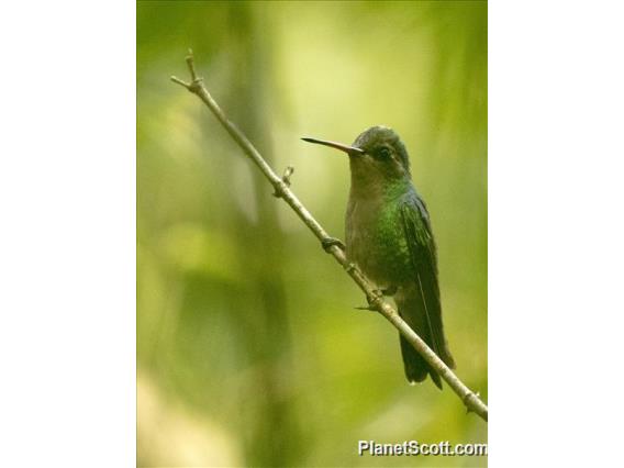 Glittering-bellied Emerald (Chlorostilbon lucidus) - Female