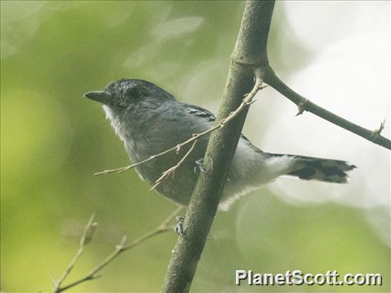 Variable Antshrike (Thamnophilus caerulescens)