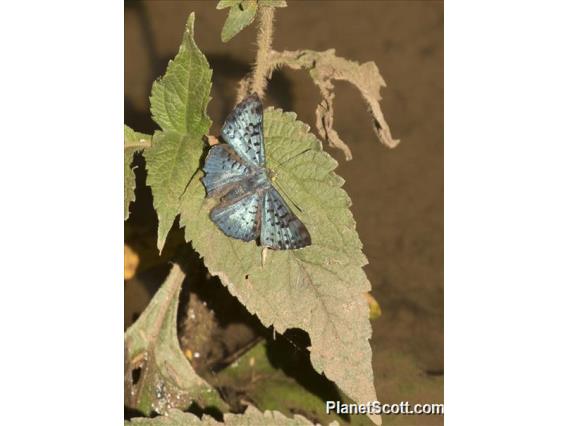 Black-patch Bluemark ( Lasaia agesilas)