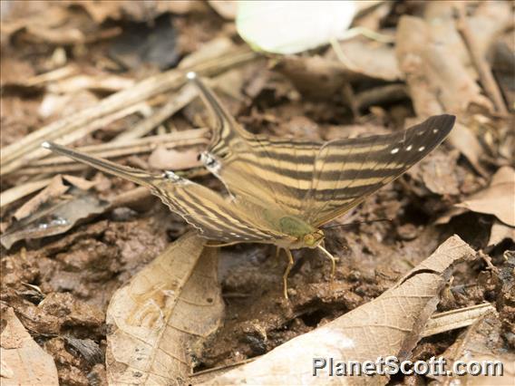 Many-banded Daggerwing (Marpesia chiron)