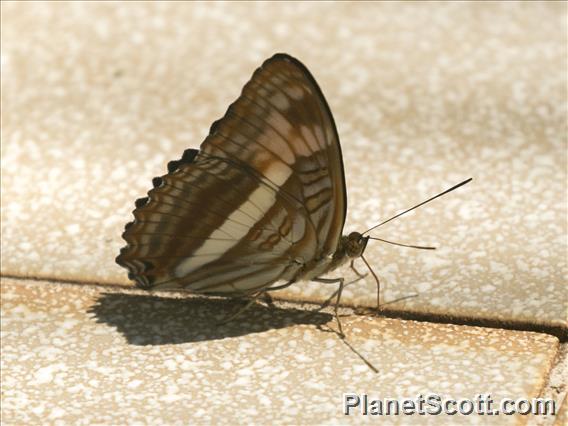 Sister Butterfly (Adelpha malea)