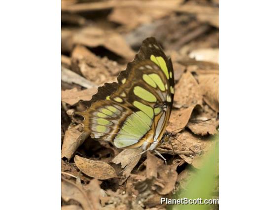 Malachite (Siproeta stelenes)