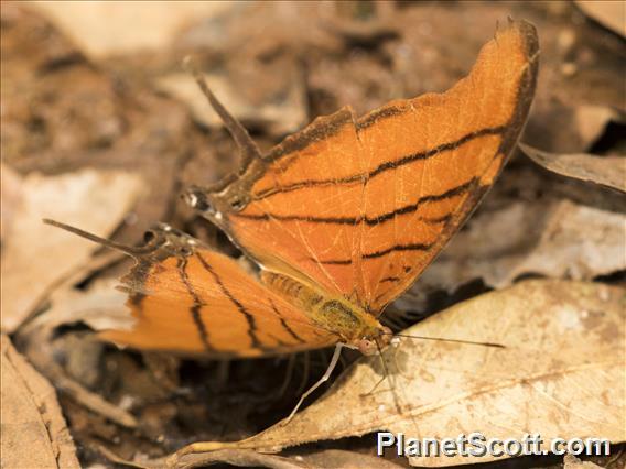 Ruddy Daggerwing (Marpesia petreus)