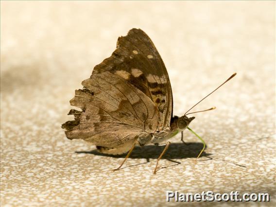 Agathina Emperor (Doxocopa agathina)