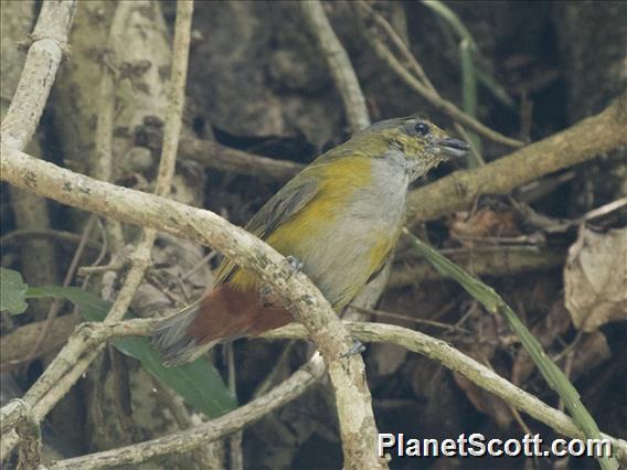 Chestnut-bellied Euphonia (Euphonia pectoralis)