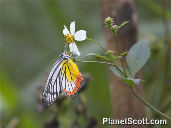 Painted Jezebel (Delias hyparete)