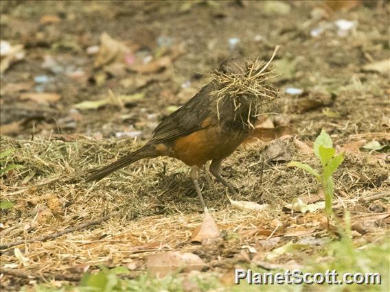 Rufous-bellied Thrush (Turdus rufiventris) - Making Nest