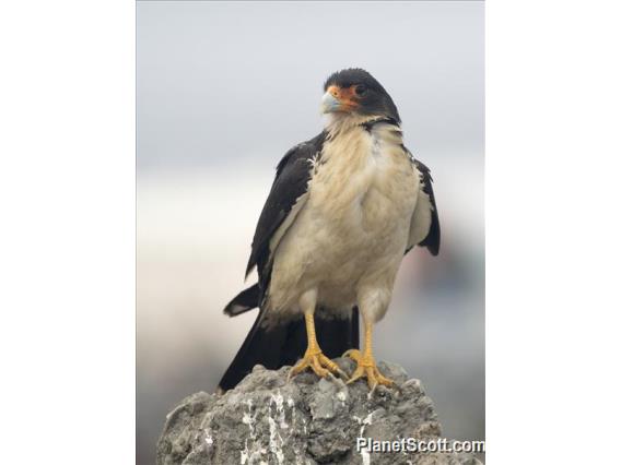 White-throated Caracara (Phalcoboenus albogularis)