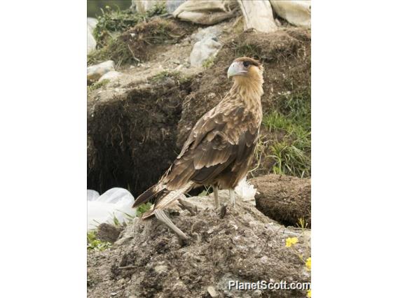 Crested Caracara (Caracara plancus) - Juvenile