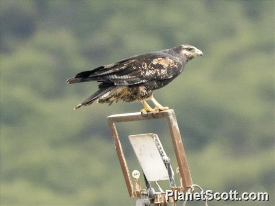 Black-chested Buzzard-Eagle (Geranoaetus melanoleucus)