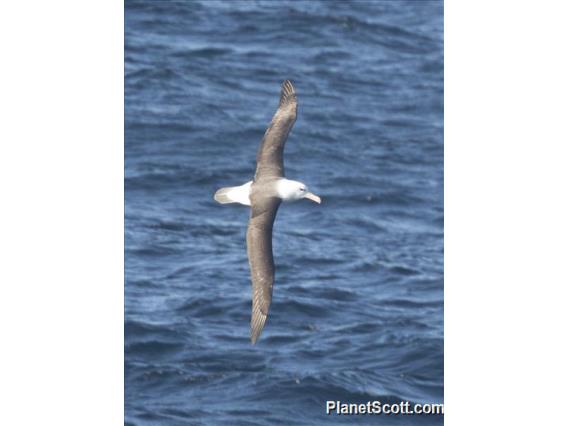 Black-browed Albatross (Thalassarche melanophris)