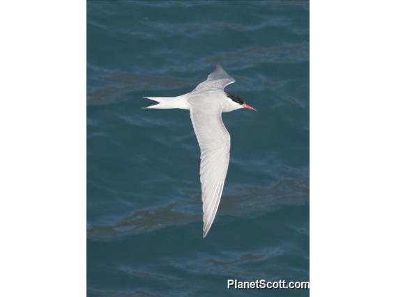 Antarctic Tern (Sterna vittata) - Flying