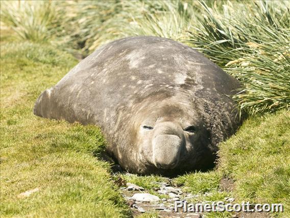 Southern Elephant Seal (Mirounga leonina) - Adult Male