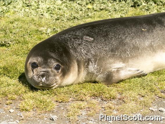 Southern Elephant Seal (Mirounga leonina) - Juvenile