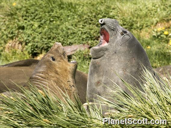 Southern Elephant Seal (Mirounga leonina) - In Action