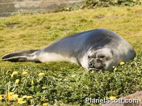 Southern Elephant Seal (Mirounga leonina) - Young Male