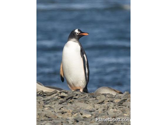 Gentoo Penguin (Pygoscelis papua)