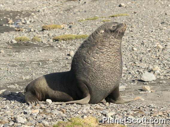 Antarctic Fur Seal (Arctocephalus gazella)