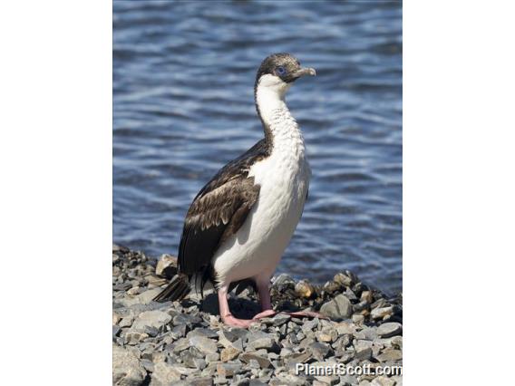 South Georgia Shag (Leucocarbo georgianus)