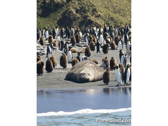 Southern Elephant Seal (Mirounga leonina)