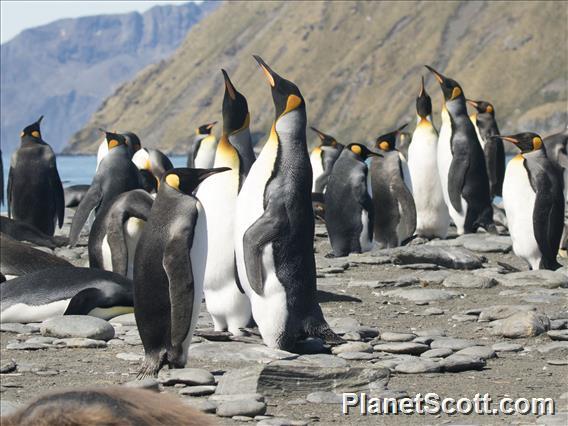 King Penguin (Aptenodytes patagonicus)